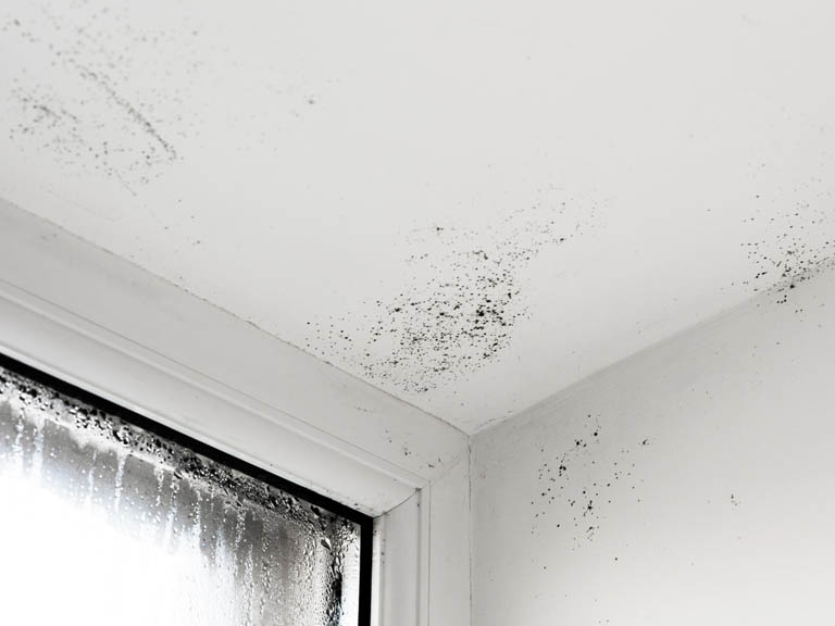 moho en un techo producidos por humedades de condensación